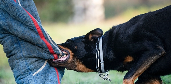 sheepdog-from-beauce-training-nature-security